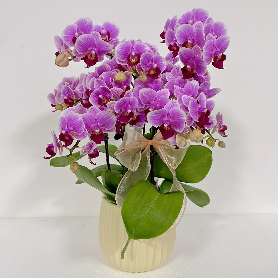 蝴蝶兰《小甜甜》花期巨长好养耐养带花基地直发 送礼乔迁