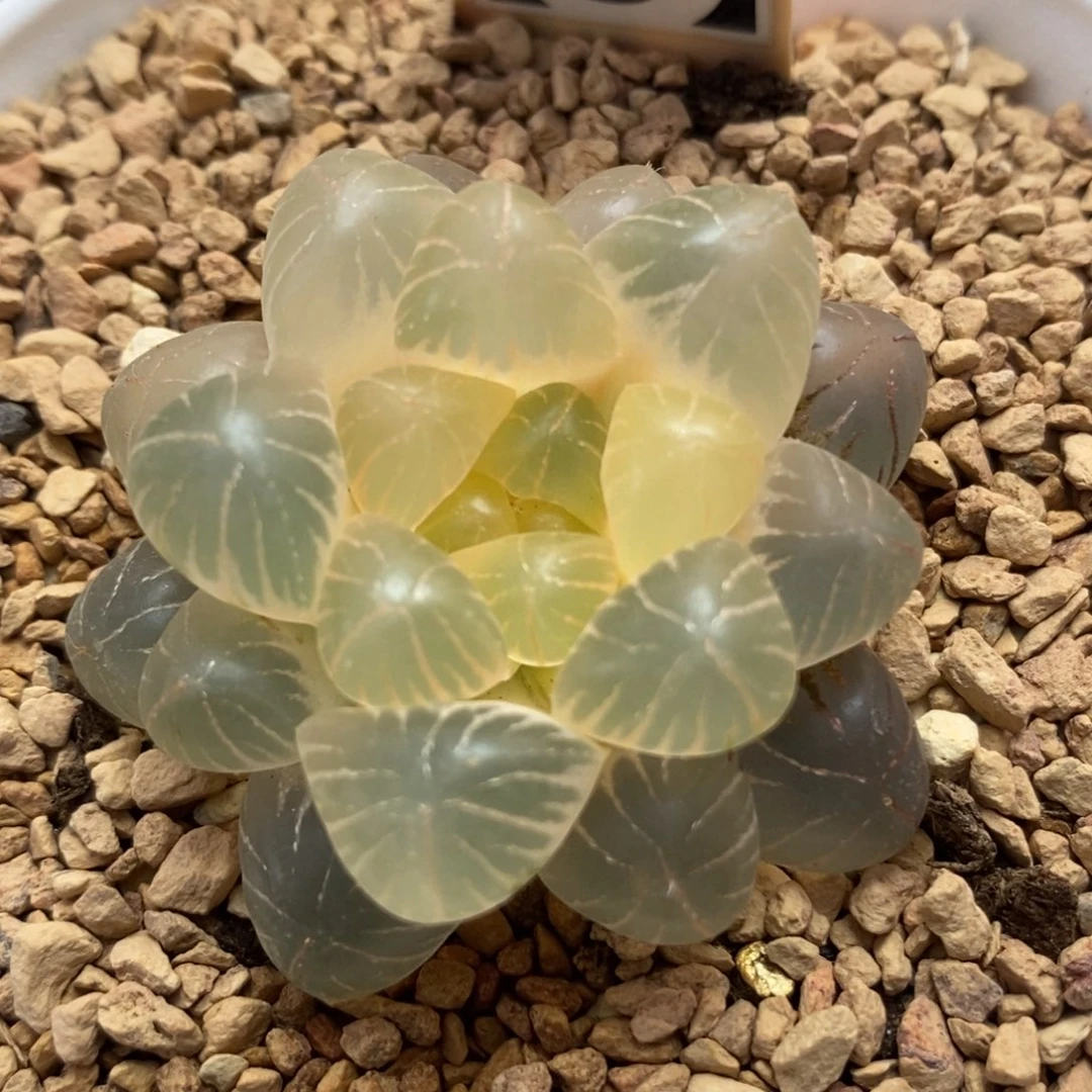 57姬玉露锦一物一拍