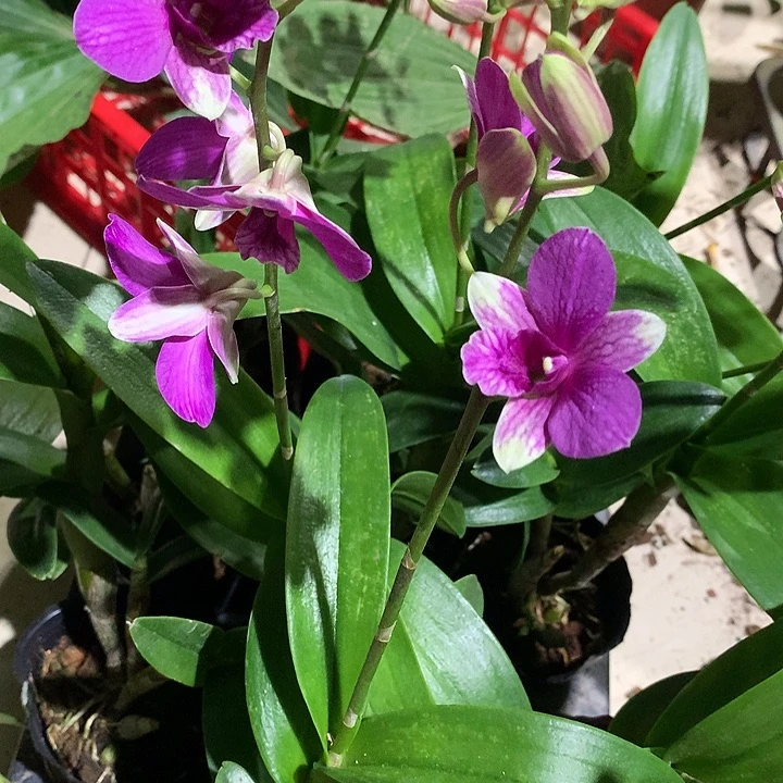 当前无花栽培后可以开花兔莉2⃣️苗