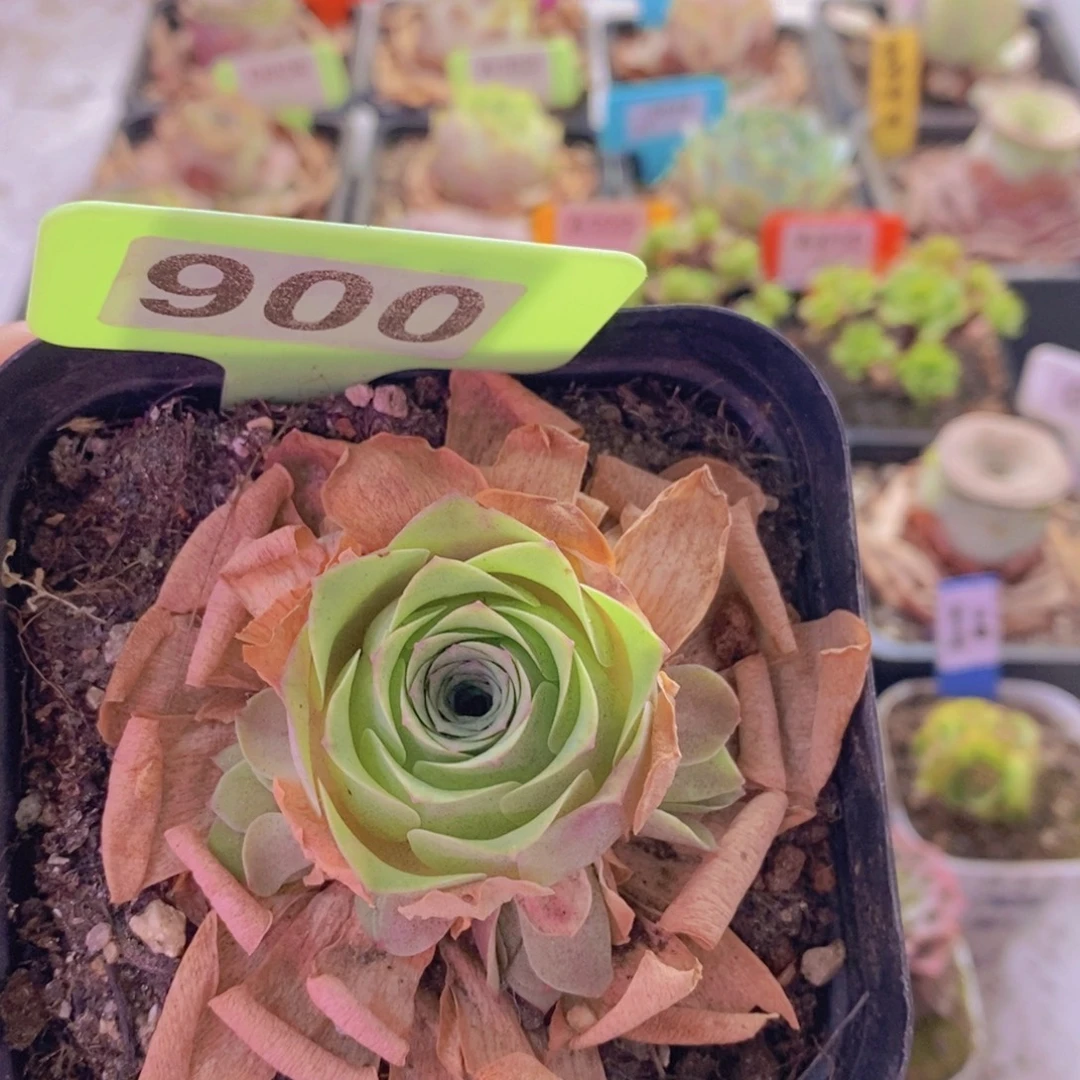 山地玫瑰一物一拍油画900