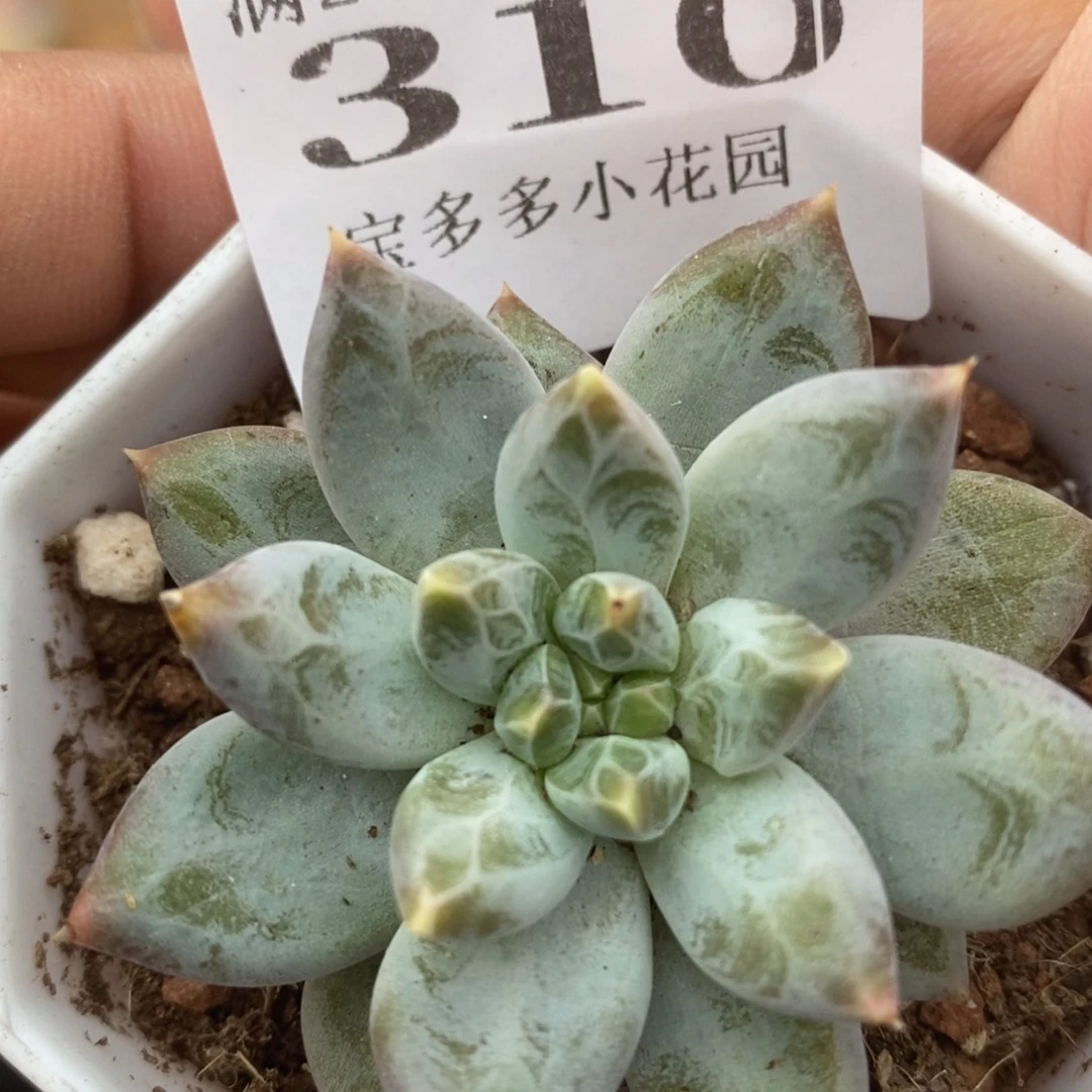 幻影美人一物一拍满20包邮满26送一颗多肉