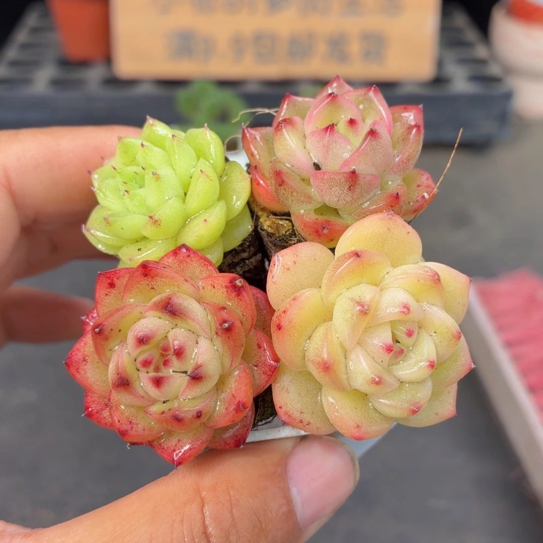 珍妮多肉9.9包邮发货
