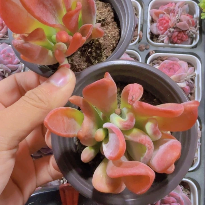 火狐狸一颗福利福利