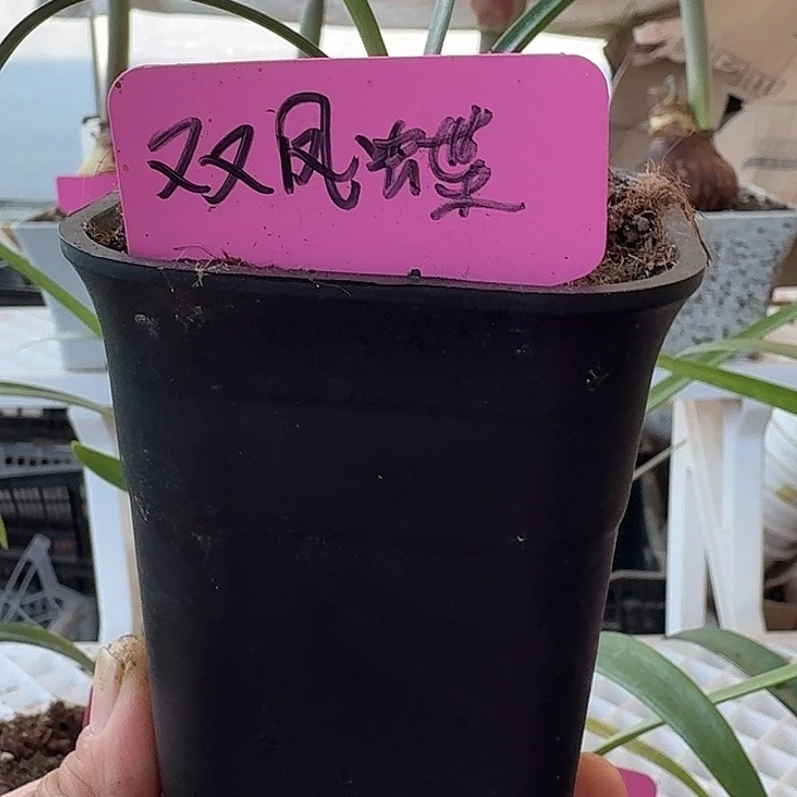 无花朵双凤蝶朱顶红直径1.5
