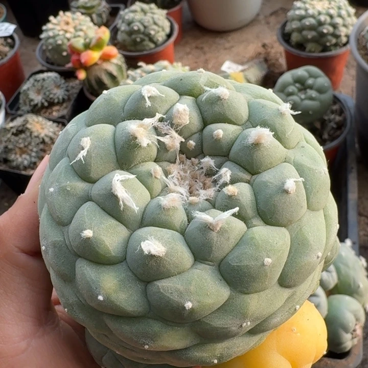 027苗接白肌佛头锦仙人球