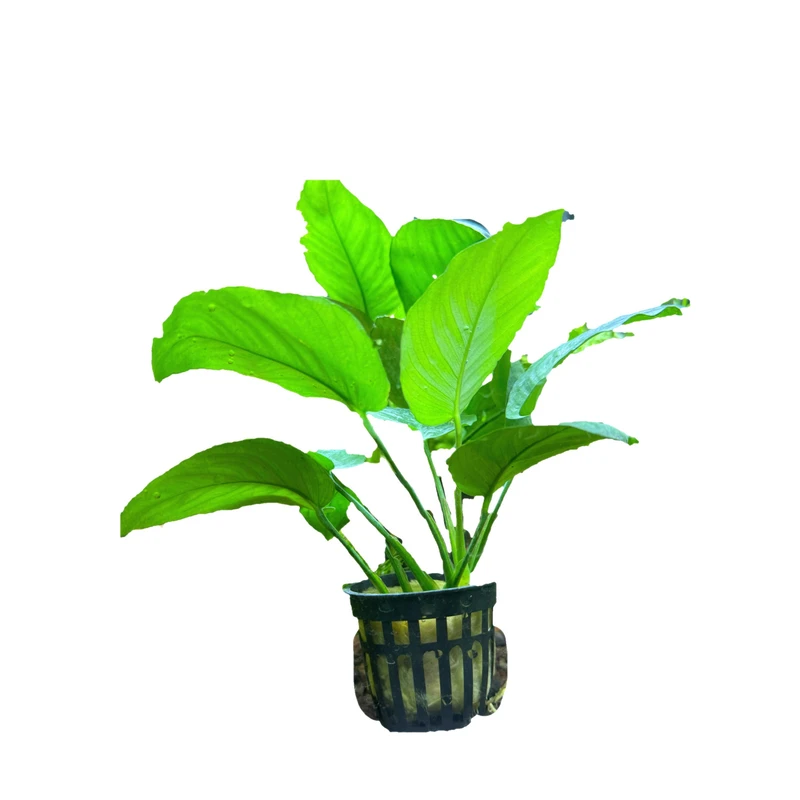 【小巴榕】懒人好养小巴榕真水草 水鱼缸水族箱造景阴性