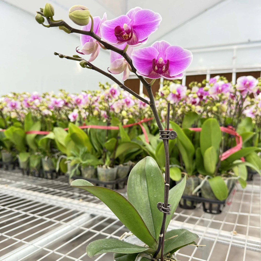 【胭脂】蝴蝶兰 粉紫色兰花盆栽开花株 四季好养护绿植叶片