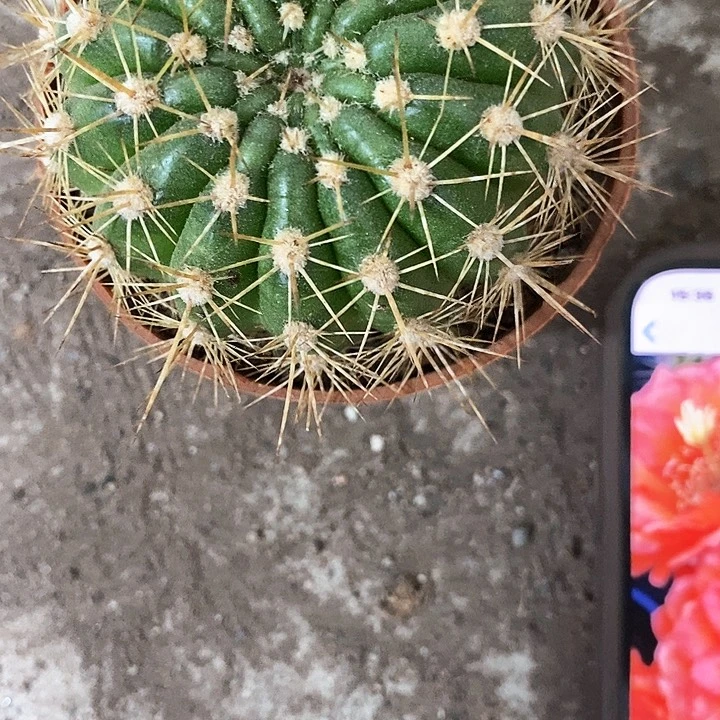 威尔刚，4公分左右