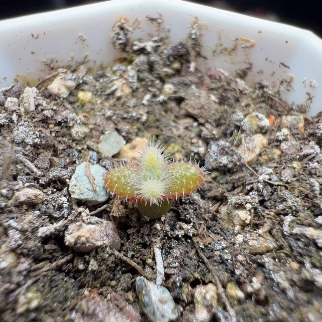 尺寸很小，2743实生彩虹兔耳，拍下不退不换