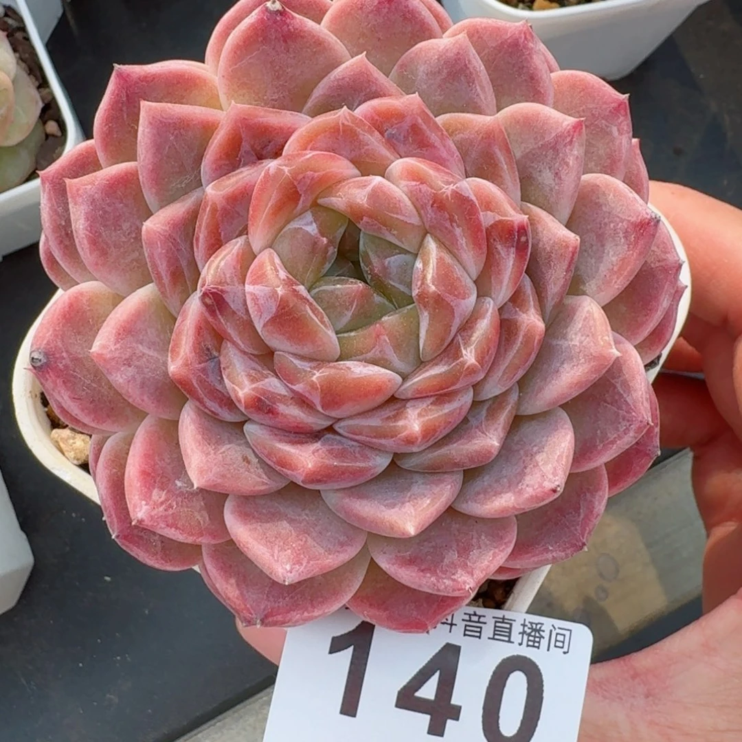 巧克力冰魄母本         精品多肉