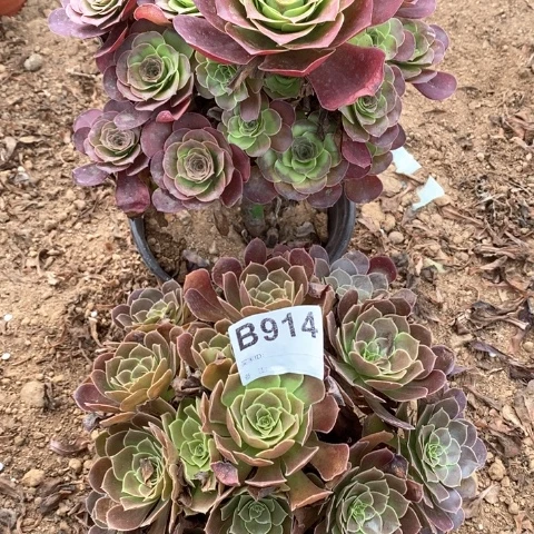 家***兽914两颗法师多肉植物