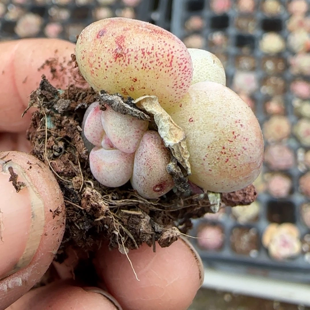 多肉小卡拉米糖心一物一拍