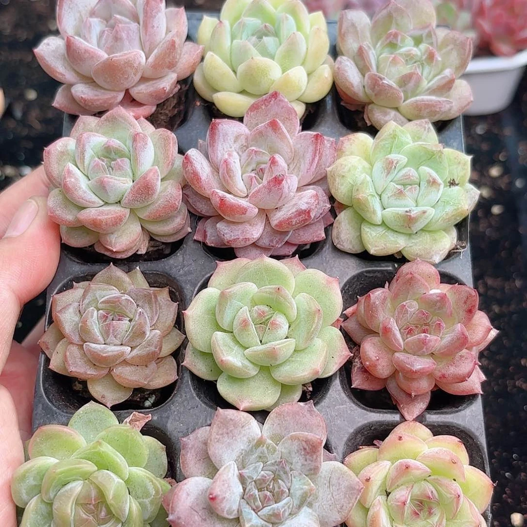 如图品质溏心12颗 新疆西藏内蒙不发货