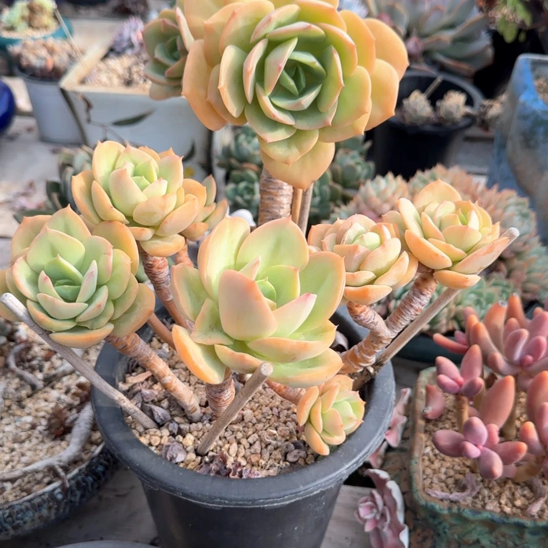 多肉植物多肉植物