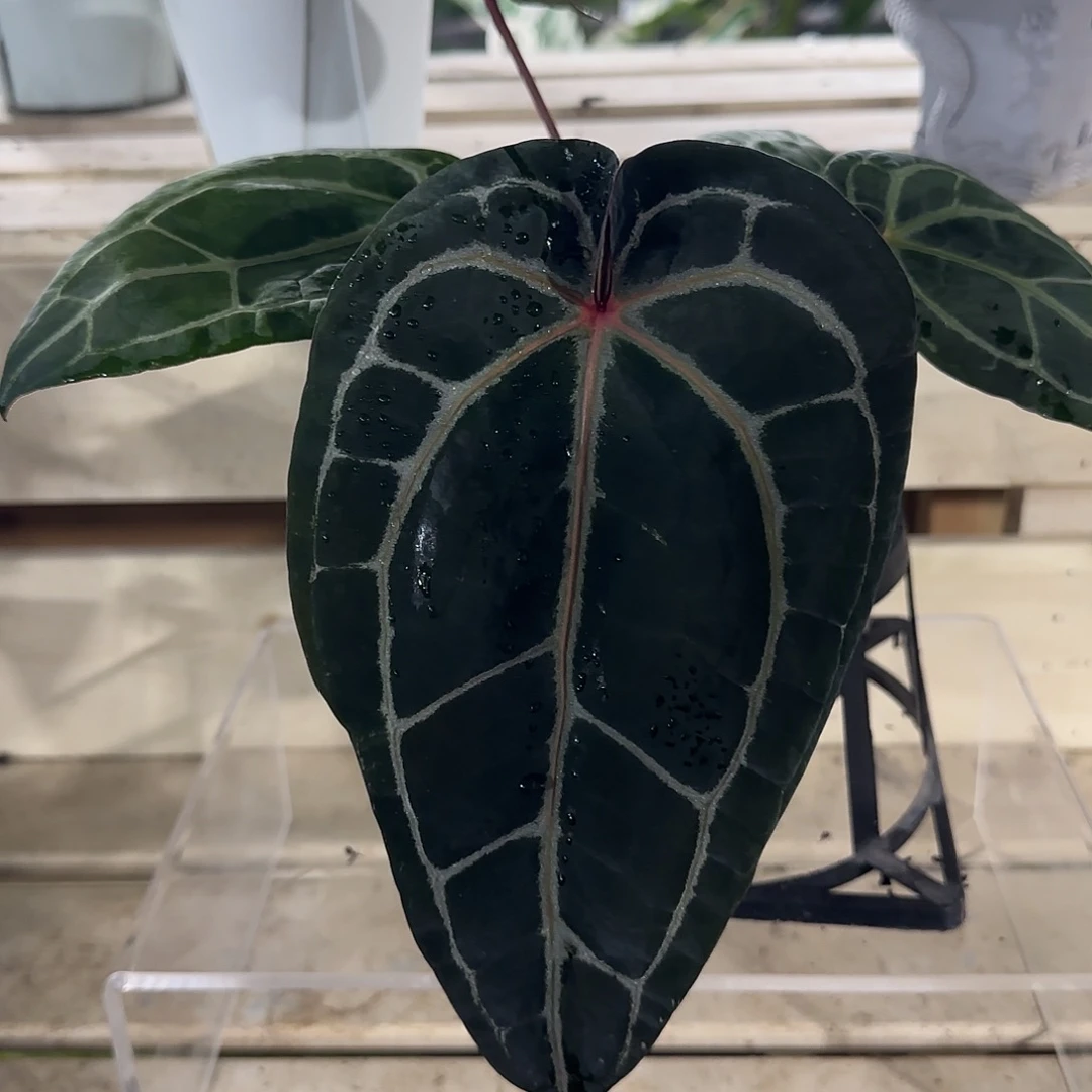 无花朵红水晶花烛