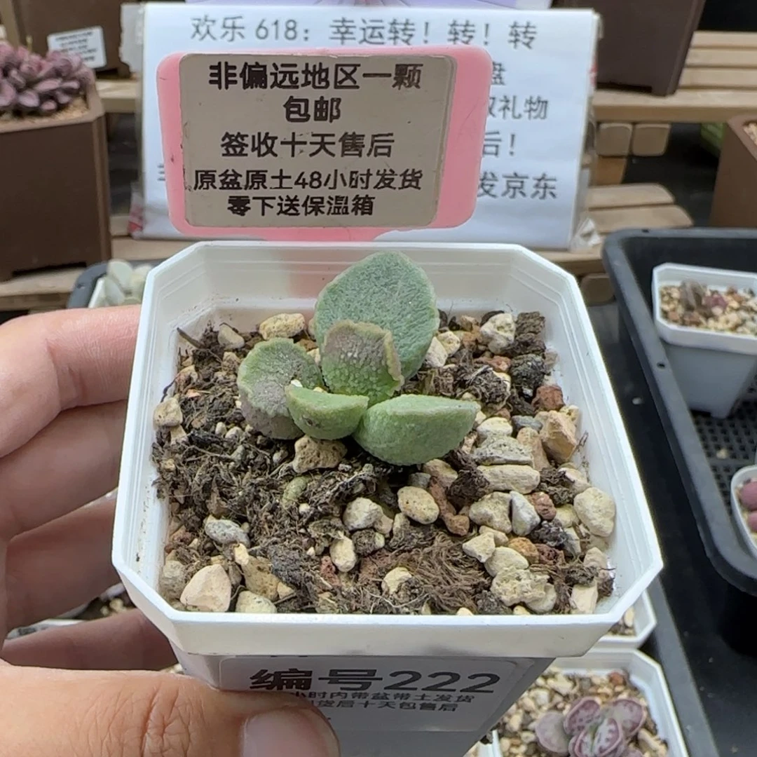 莹****球222凤羽补差多肉