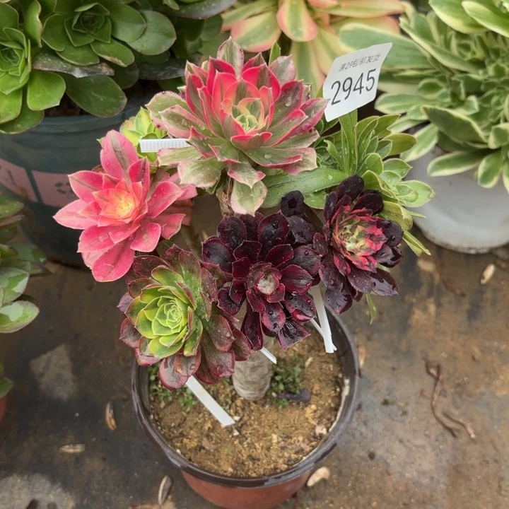 七彩树多肉法师2945