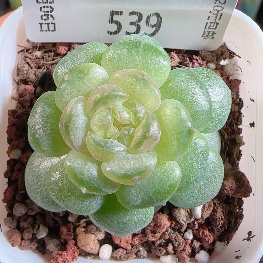 1106–539流萤一物一拍