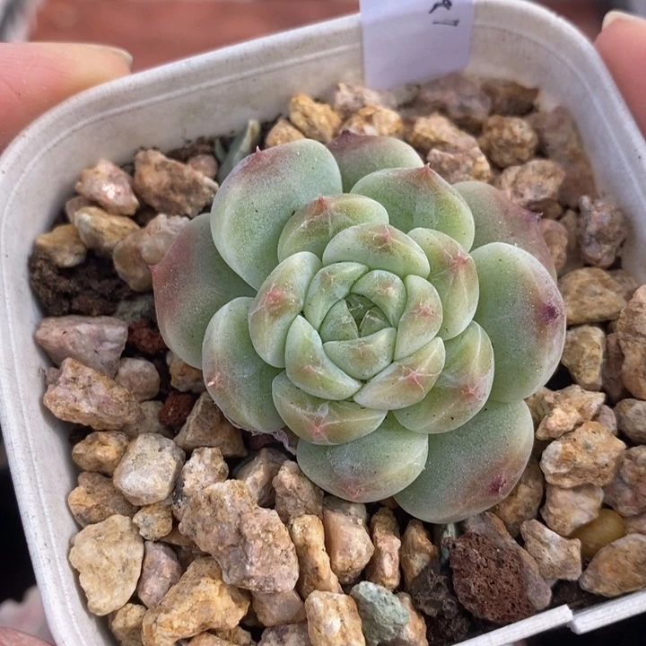 1205-506，糯心魄多肉