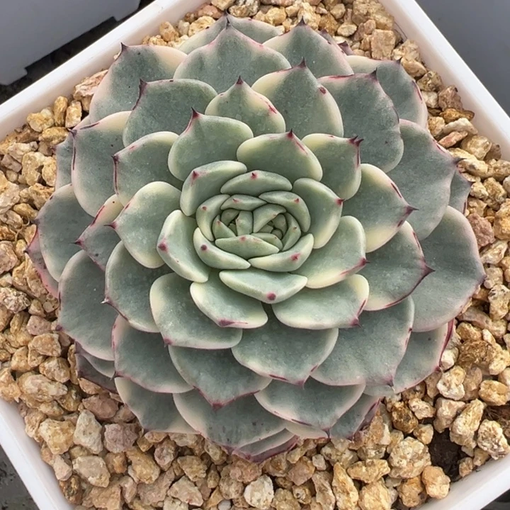 沙逻辑牡丹锦一物一拍锦龙