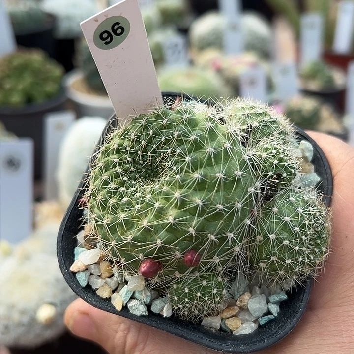 96号实生宝山群生有花苞