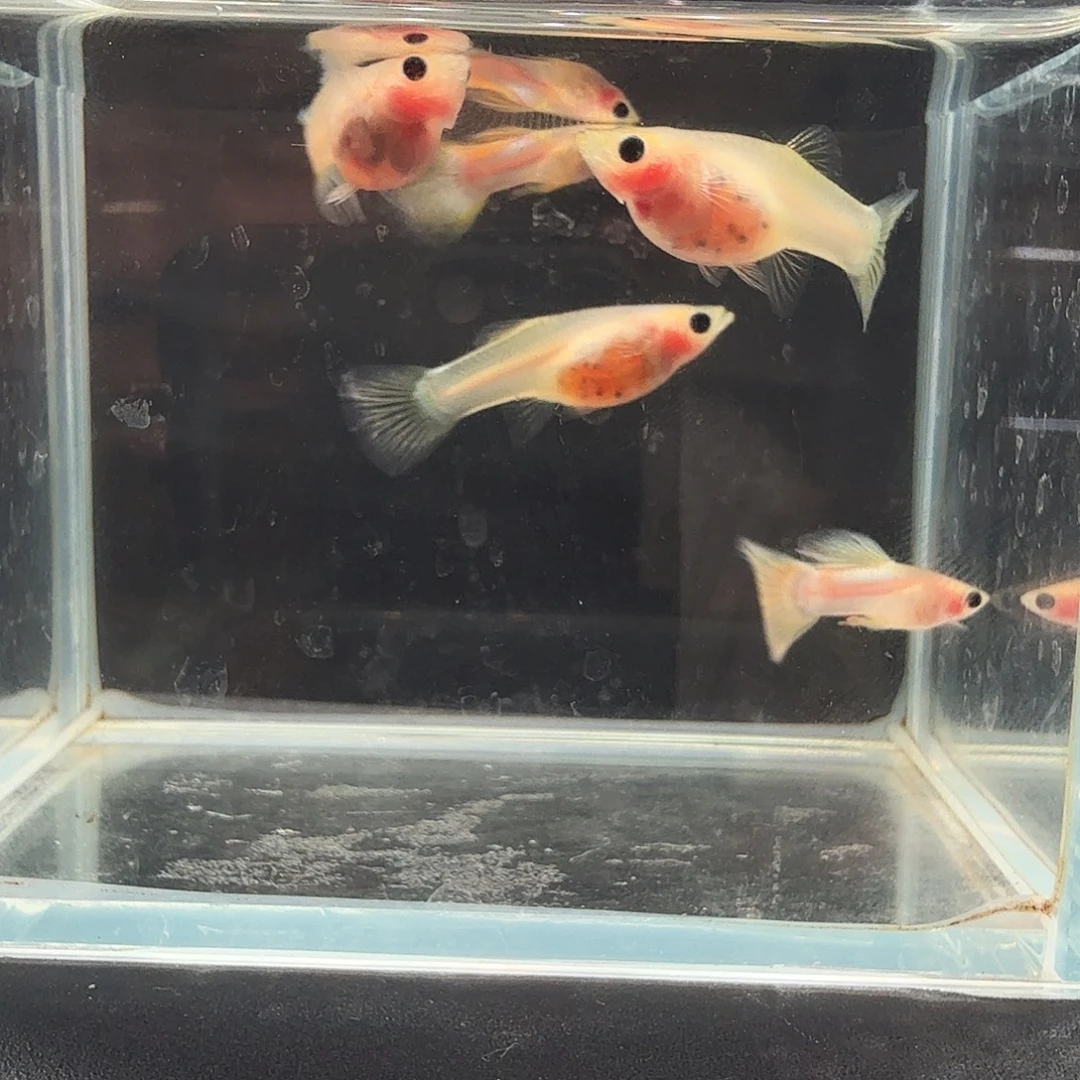 孔雀鱼粉猫幻彩两对孕母