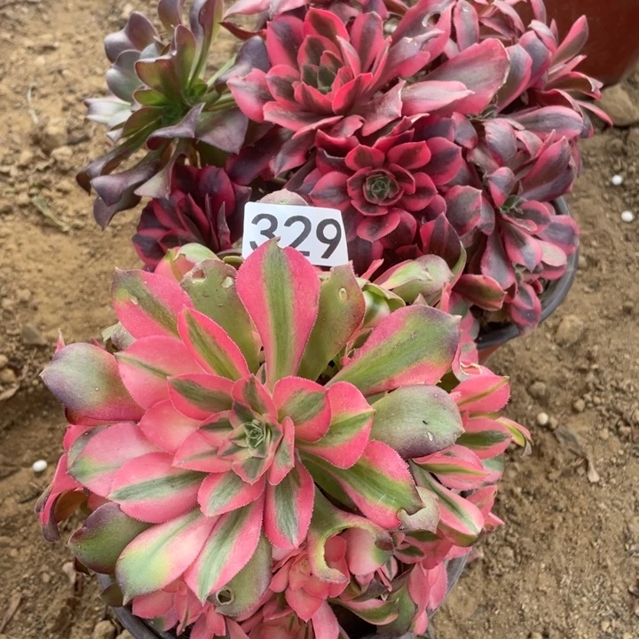 无花朵329组合对肉植物