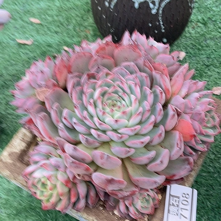 黑天鹅17108多肉植物