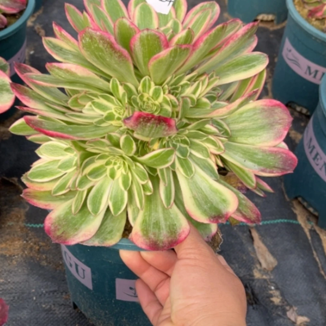 【闪购商品】24云何多肉法师