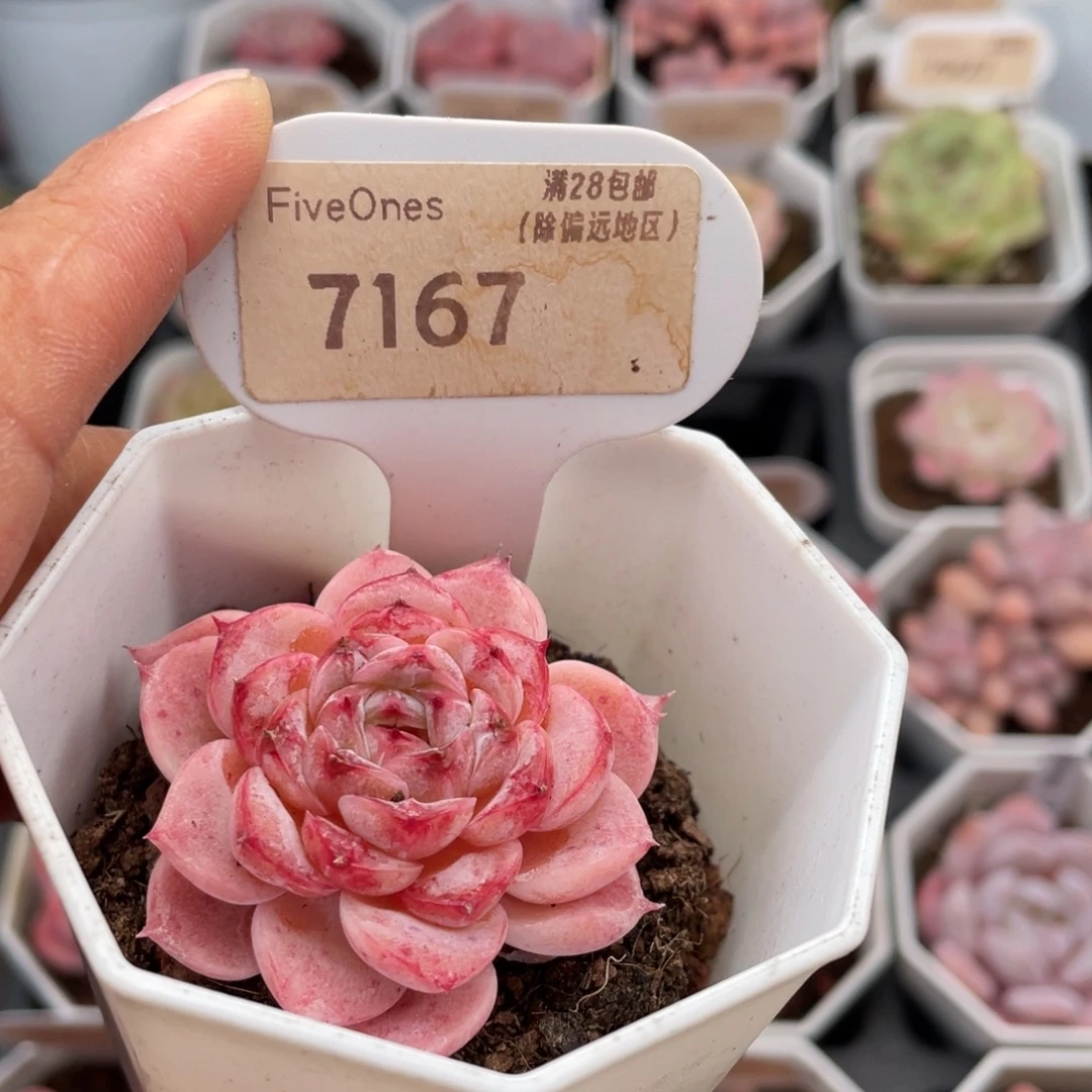 天鹅绒7167-4.5厘米