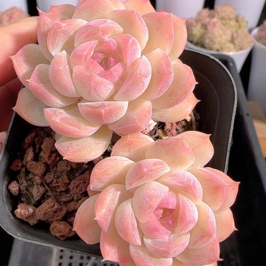 多肉0105-226白桃汽水双头