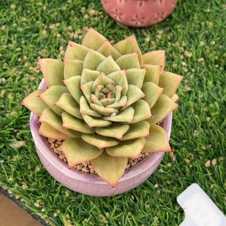 夕***红蔷薇玛丽亚一物一拍