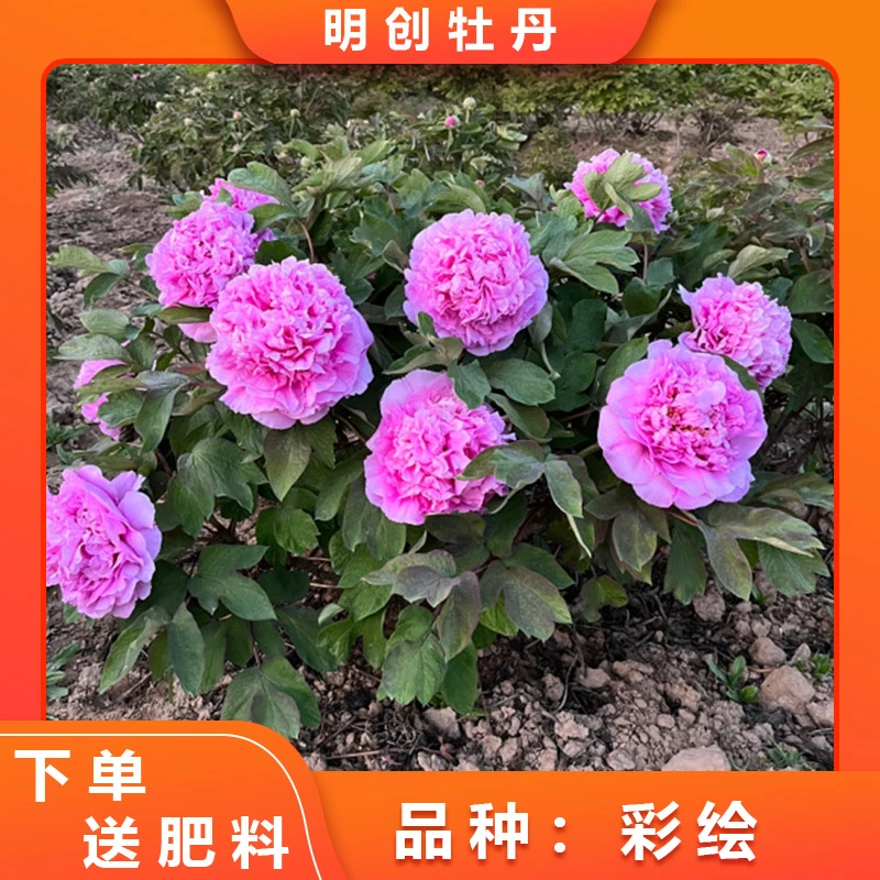 【彩绘】精品蓝色系千层重瓣大花土球发货