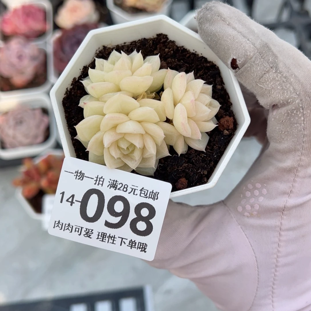 白天鹅麦秆多肉多肉多肉多肉