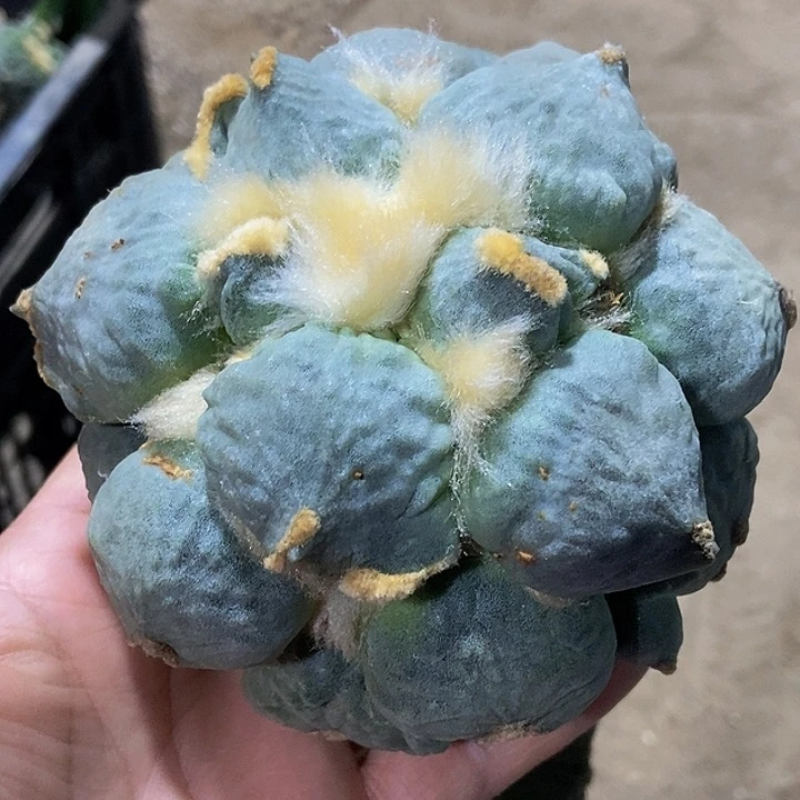 无花朵福利蓝白大尤蛋尤怒牡丹608