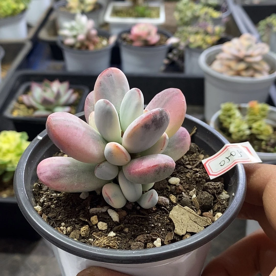 0505乒乓福娘锦多肉