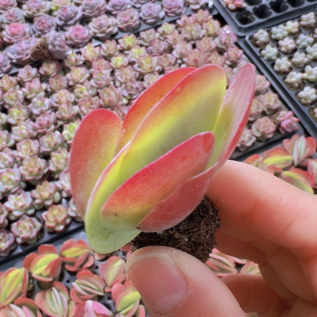 唐寅苗5颗19包邮多肉植物