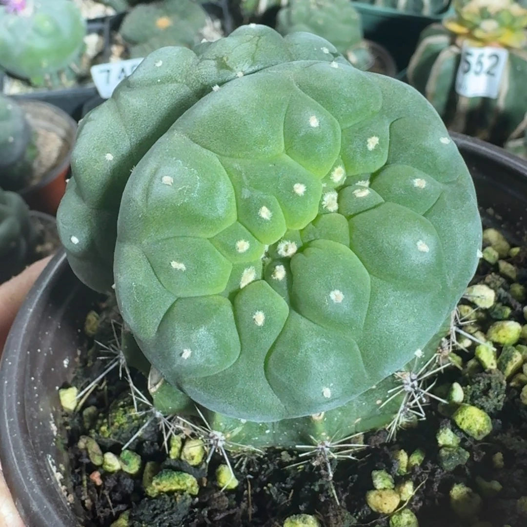 【闪购商品】双头苗接银坠746