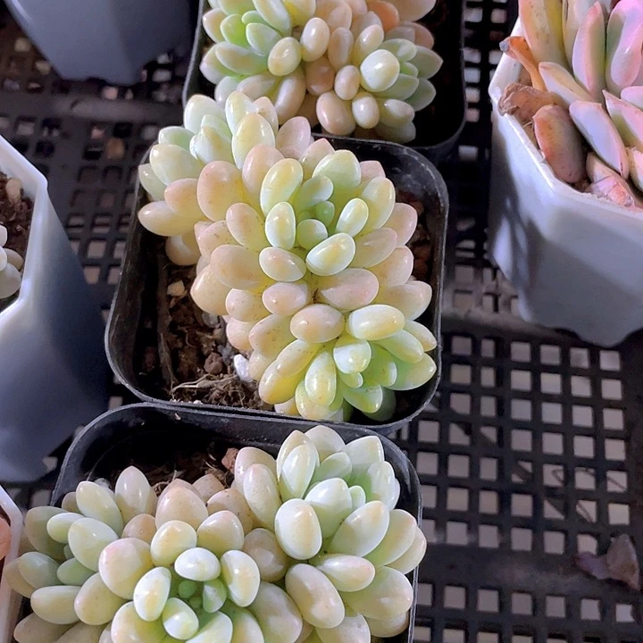 6.5方洛可可群带盆