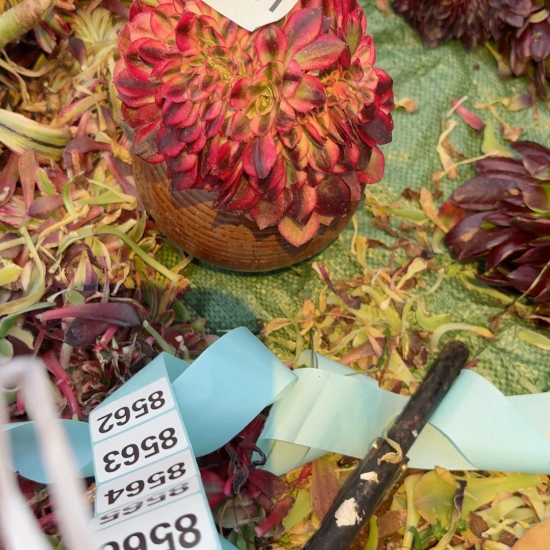 嗯8561 号多肉法师特价