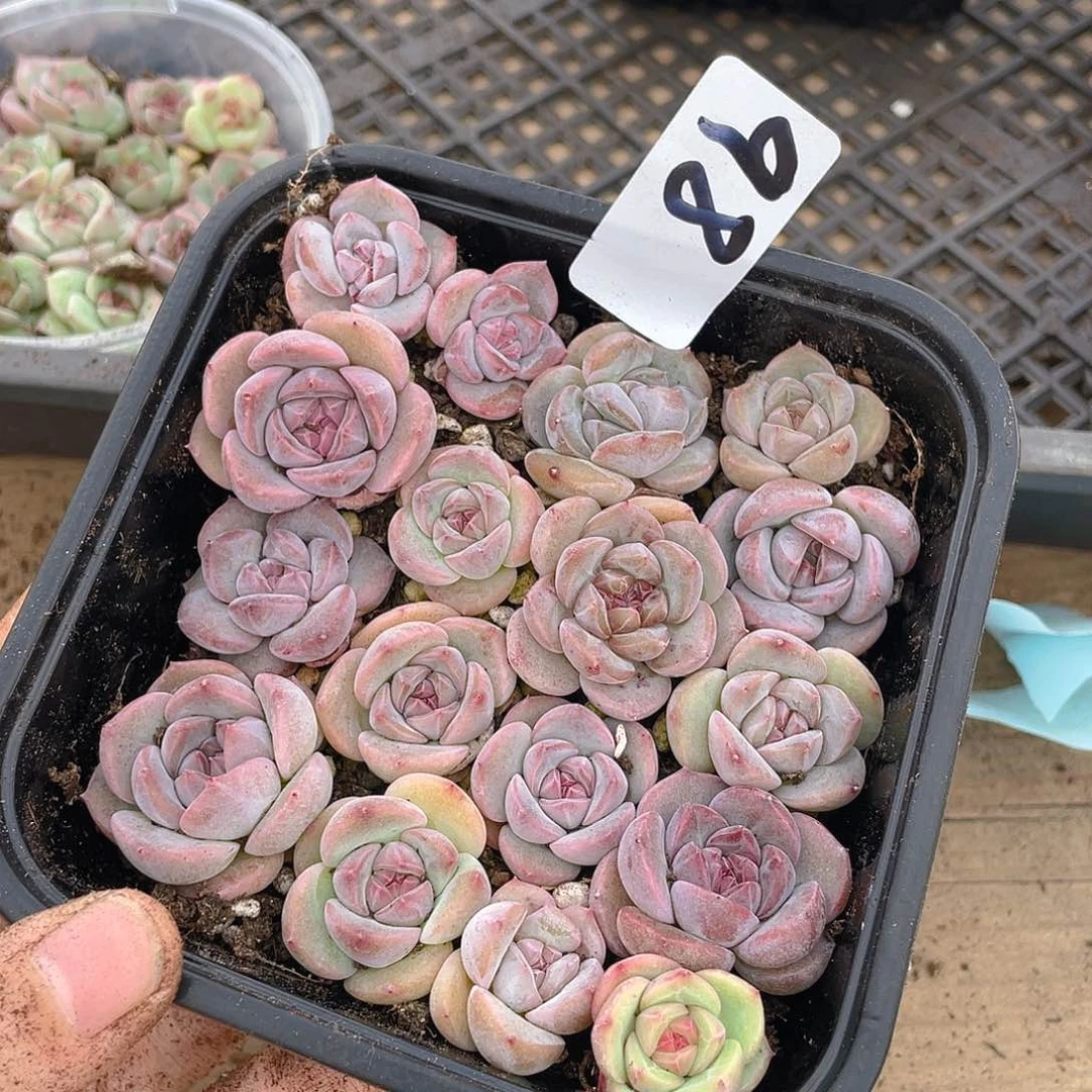 多肉植物多肉植物98