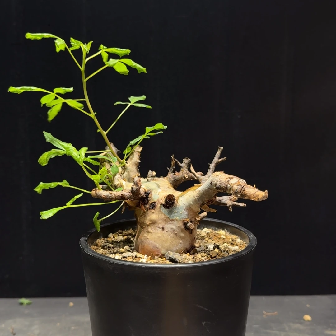 马萨比特免费寄养