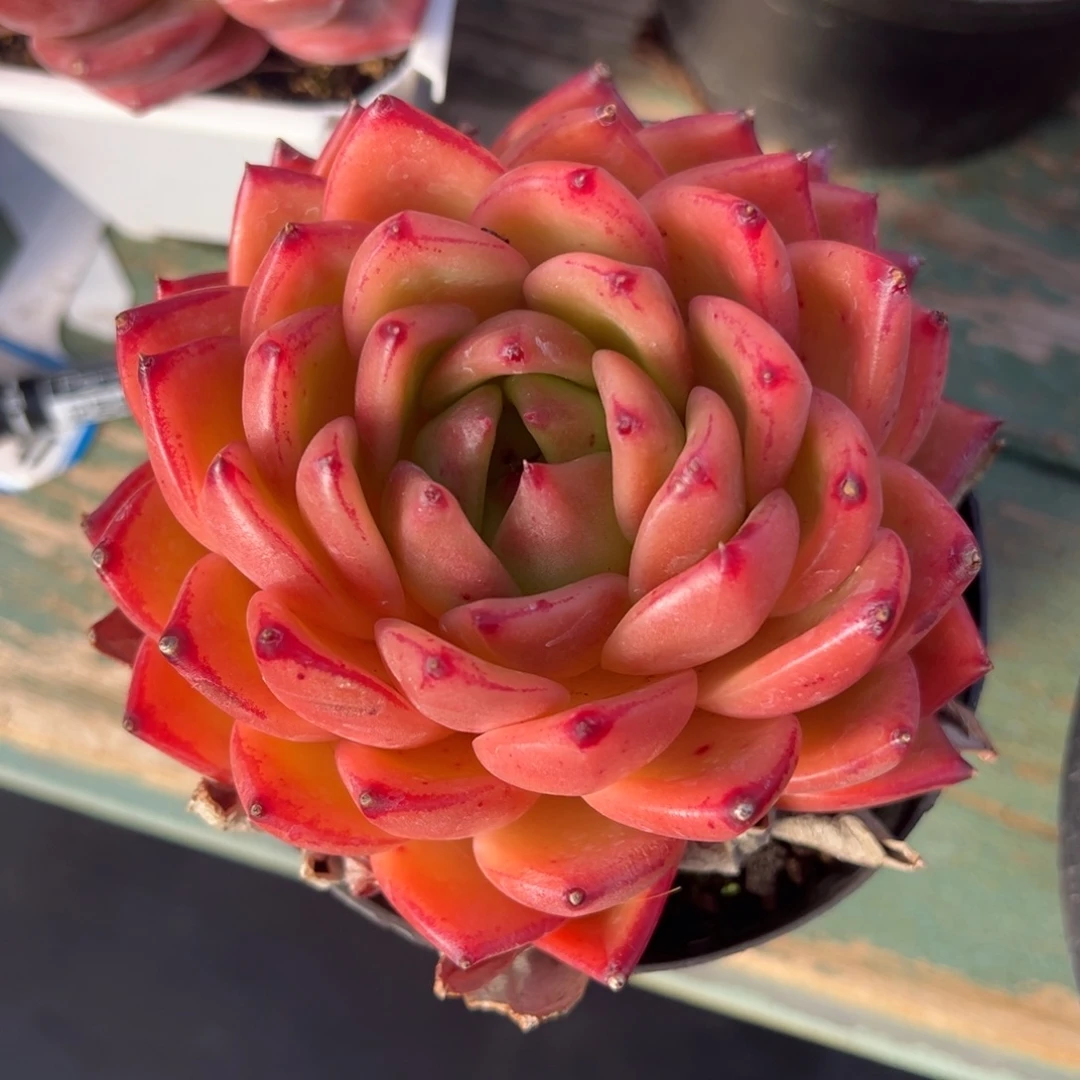 贝林格美肉多肉植物