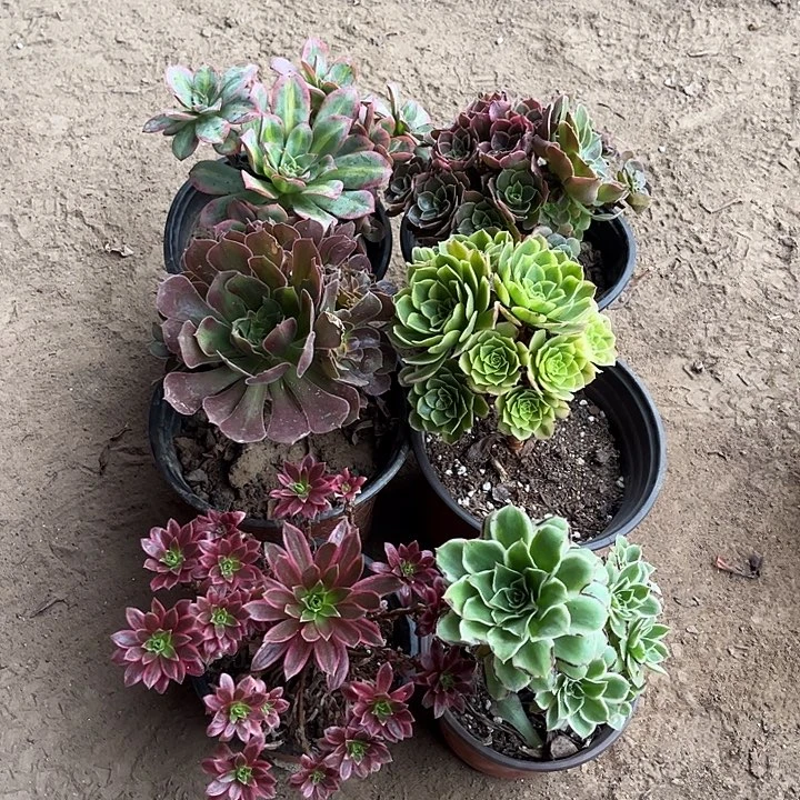 392多肉植物组合，