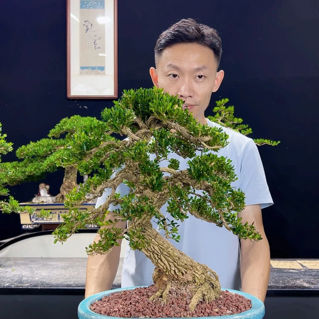 无花朵皱皮雀舌黄杨绿植