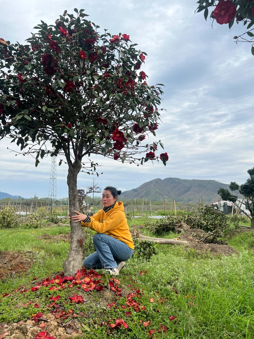 大件树桩精品树桩一物一拍北方