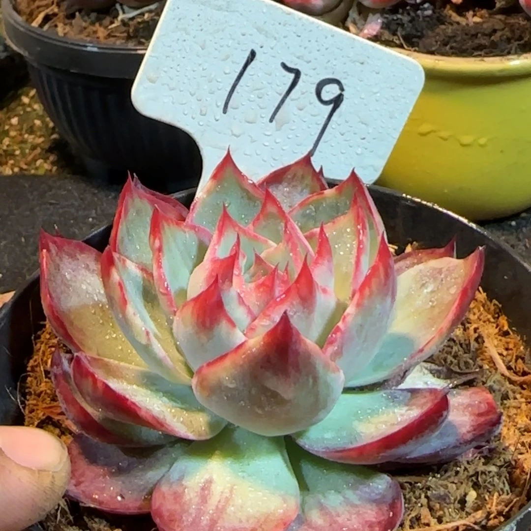 尖叶惊鸿一物一拍包装收缩花旱179