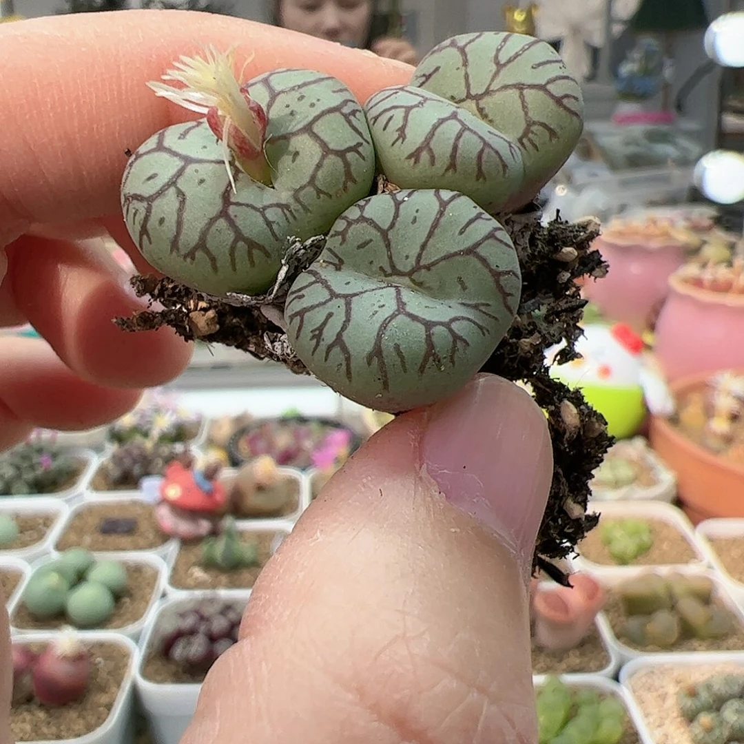 【闪购商品】294 青姬