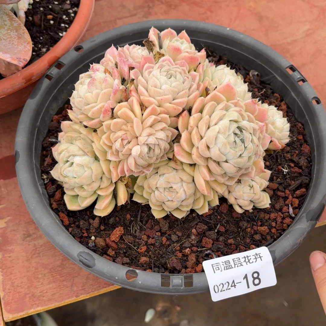 同温层多肉白月影18