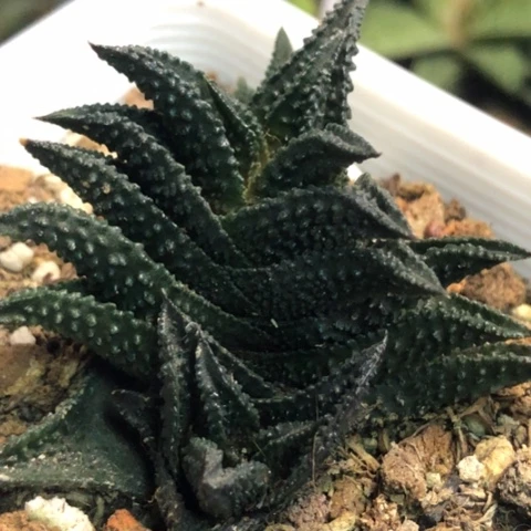 哥斯拉母本带侧牙带盆发货